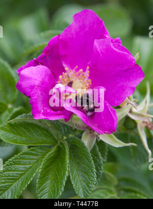 Bumblebee in un fiore rosa canina Foto Stock