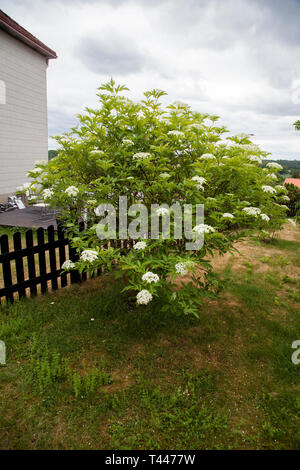 SAMBUCUS NIGRA piante da fiore Foto Stock