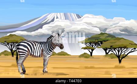 Zebra africana su sfondo bianco illustrazione vettoriale Illustrazione Vettoriale