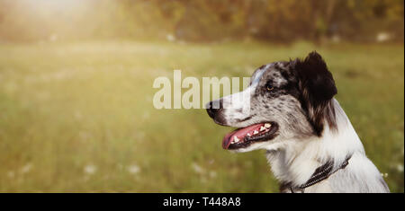 BANNER Border Collie cane scozzese cerca lato in erba verde. CLOSE-UP VERTICALE CON SUNSETLIGHT. Foto Stock