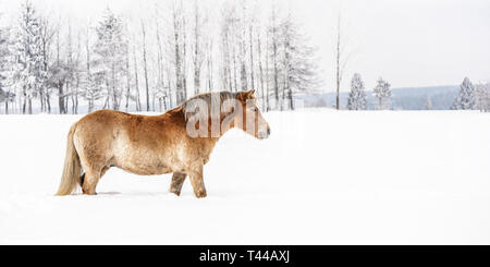 Marrone chiaro Cavalli di Razza Haflinger guadare in campo nevoso durante l'inverno, sfocate sullo sfondo di alberi Foto Stock
