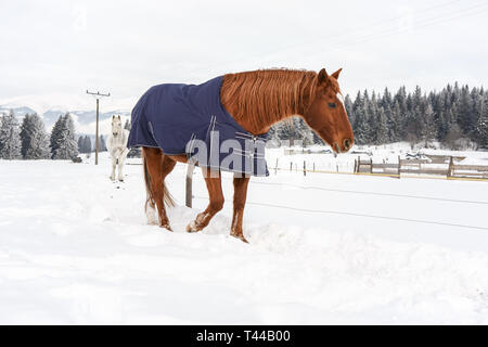 Cavallo marrone a piedi nella neve, coperto con un rivestimento di caucciù per mantenere in caldo durante la stagione invernale, ranch in legno recinzione e alberi in background Foto Stock