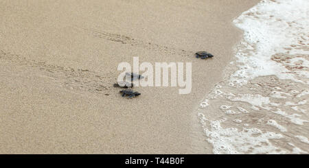 Baby tartarughe, appena nati da uova, passeggiate sulla sabbia che cerca di entrare in mare Foto Stock