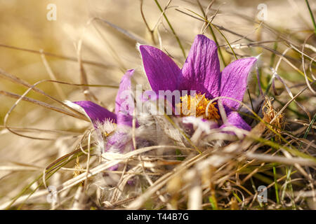 Sole splende sul rosa luminoso viola "pasque fiori Pulsatilla grandis crescendo in erba secca Foto Stock