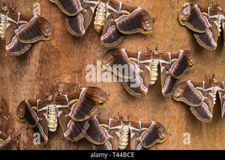 Eri silkmoths (Samia ricini), con ante aperte, su una superficie di legno Foto Stock