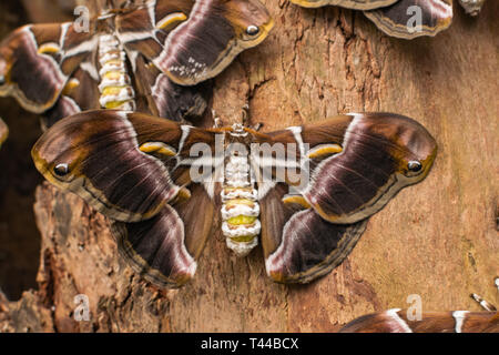 Eri silkmoth (Samia ricini), con ante aperte, su una superficie di legno Foto Stock