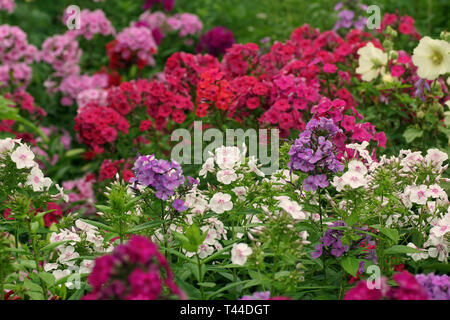 Multi-colore di phlox e malva nella foto. Phlox paniculata, cadono phlox, giardino phlox, perenne phlox o estate phlox. Frammento di un giardino estivo Foto Stock