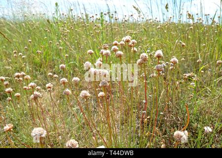 Fiori di campo sulla ex bomba atomica e radar sito di test a Orford Ness, Orford, Suffolk, Regno Unito. Ora una zona umida del paesaggio e della natura di riserva. Foto Stock