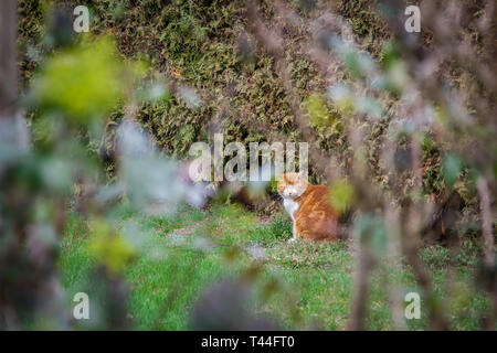 Sgombri rosso gatto seduto in un giardino Foto Stock