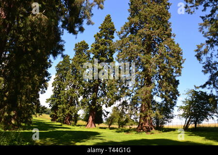 Giant Redwoods a Compton Verney House, Compton Verney, Kineton, Warwickshire, Inghilterra, Regno Unito. Xviii secolo il paese Mansion e Galleria d'arte Foto Stock