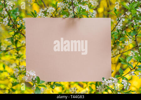 Carta vuota tra rami di ciliegio in fiore. Foto Stock
