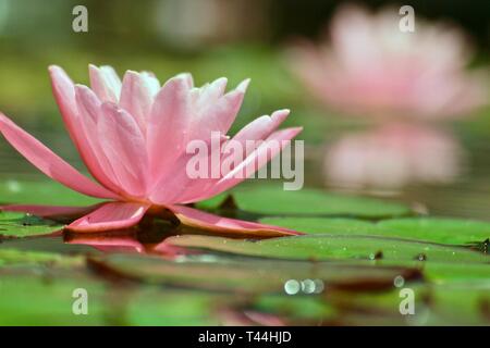 Bella waterlilly rosa in un stagno Foto Stock