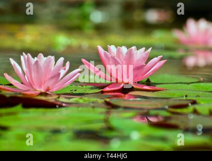 Bella waterlilly rosa in un stagno Foto Stock