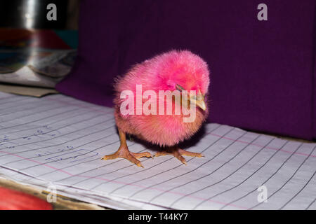 Un piccolo pollo curioso permanente con blackbackground. Foto Stock