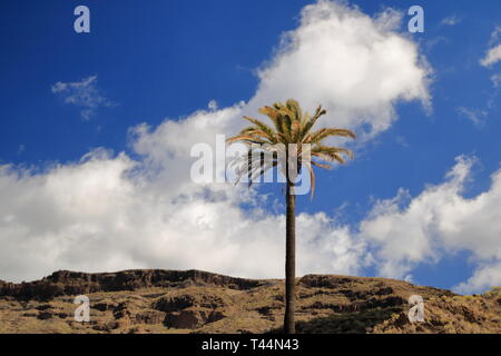 Palme che crescono in Gran Canaria Spagna Foto Stock