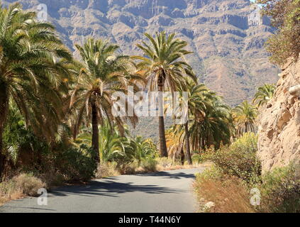 Palme che crescono in Gran Canaria Spagna Foto Stock
