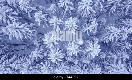 Il volo della telecamera sopra le cime degli alberi di neve coperto da alberi di pino in bella blu inverno foresta con nessun popolo antenna video girati in 4K sulla fotocamera UHD Foto Stock