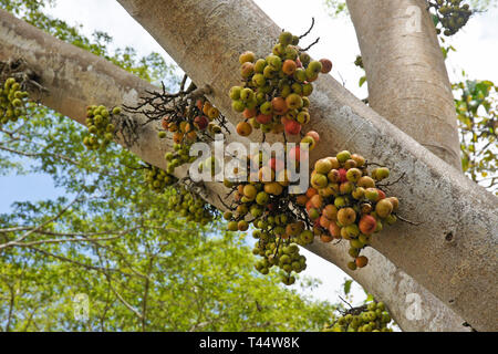 Wild Fig Tree (Ficus sp.), con la coltivazione di frutta dal tronco (chiamato cauliflory), fiume Kinabatangan, Sabah Borneo Foto Stock