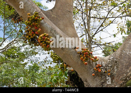 Wild Fig Tree (Ficus sp.), con la coltivazione di frutta dal tronco (chiamato cauliflory), fiume Kinabatangan, Sabah Borneo Foto Stock