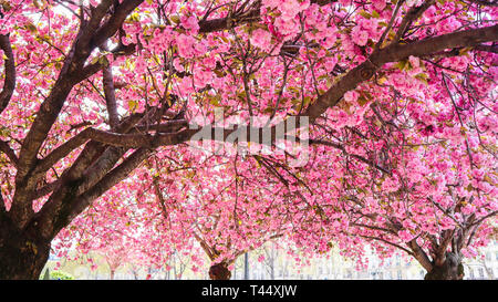 Sakura bello fiori o alberi di ciliegio con fiori di colore rosa in primavera Foto Stock