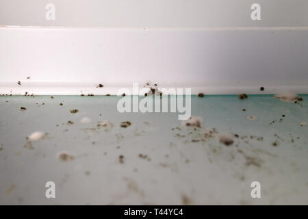 Fungo dello stampo nel congelatore sporco Foto Stock