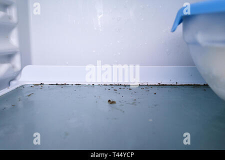 Stampo di disinfezione moss fungo in un congelatore contaminati. guastato cibo. La pulizia della casa Foto Stock