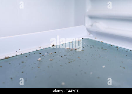 Stampo di disinfezione moss fungo in un congelatore contaminati. guastato cibo. La pulizia della casa Foto Stock