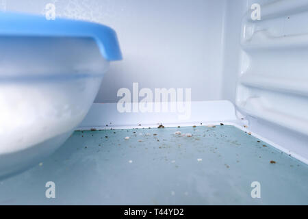 Stampo di disinfezione moss fungo in un congelatore contaminati. guastato cibo Foto Stock