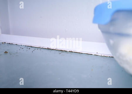 Stampo di disinfezione moss fungo in un congelatore contaminati. guastato cibo. La pulizia della casa Foto Stock