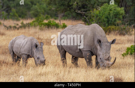 Rinoceronte bianco il bambino e la madre di vitello, Ceratotherium simum, pascolo di erba secca. Ol Pejeta Conservancy, Kenya, Africa orientale. Cinque grandi Animali safari Foto Stock