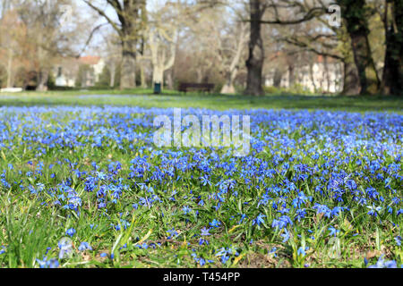 Magdeburg, Germania. 20 Mar, 2019. Blue Scillas fiorisce in un prato in un parco. Il due-petalled blue star (Scilla bifolia) copre gran parte del prato del vecchio parco nella capitale dello stato della Sassonia-Anhalt. Credito: Pietro Gercke/dpa-Zentralbild/ZB/dpa/Alamy Live News Foto Stock