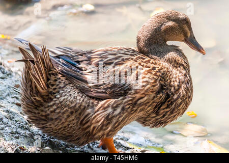 Un ADULT Duck Foto Stock