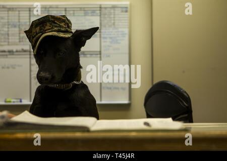 Il personale Sgt. Oohio, un militare di cane da lavoro con il trentunesimo Marine Expeditionary Unit, sta di guardia all'unità di comando post, Camp Hansen, Okinawa, in Giappone, 27 febbraio 2019. Oohio gode di trovare cose, a caccia di roba e mordere cattivi quando lui non è il dovere - il dovere, come qualsiasi Marine vi dirà, egli non ha amici. (Gazzetta Marine Corps Foto Stock