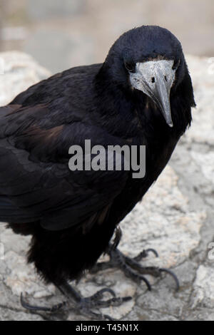 Vecchio raven o crow, città comune black bird, close up Foto Stock