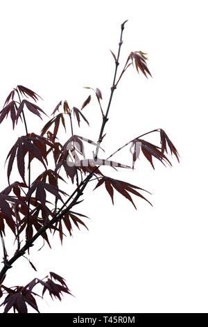 Elegante Giapponese in stile zen di alberi di bamboo con foglie rosse sfondo isolato su bianco Foto Stock