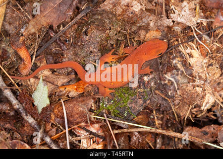 Red spotted newt Foto Stock