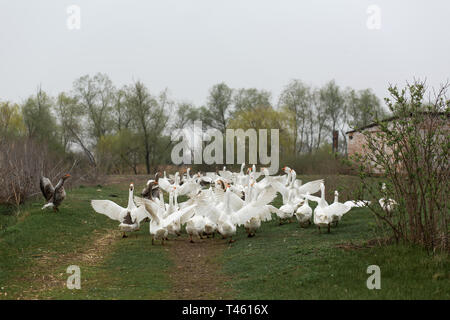 Un branco di oche bianco corrono attraverso il villaggio, urlano e sbattono le loro ali. Foto Stock