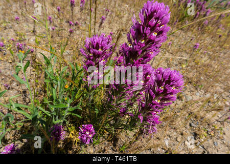 Il gufo di trifoglio (Castilleja exserta) durante la California's 2019 Superbloom Foto Stock