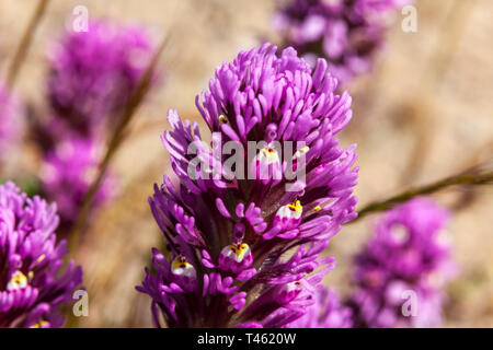 Il gufo di trifoglio (Castilleja exserta) durante la California's 2019 Superbloom Foto Stock