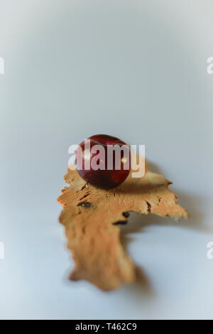 Un singolo prugna in un pezzo di legno. Foto Stock