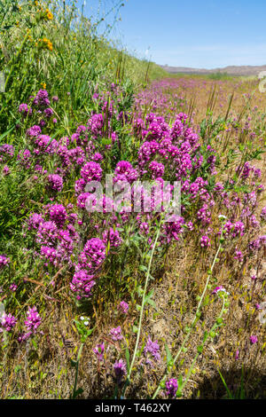 Il gufo di trifoglio (Castilleja exserta) durante la California's 2019 Superbloom Foto Stock