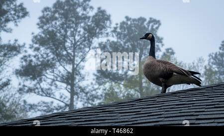 Canada Goose in piedi sul tetto in mattinata Foto Stock