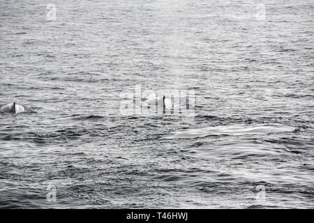 Humpback Whale, Megaptera novaeangliae fuori della penisola antartica. Foto Stock