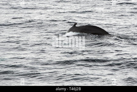 Humpback Whale, Megaptera novaeangliae fuori della penisola antartica. Foto Stock