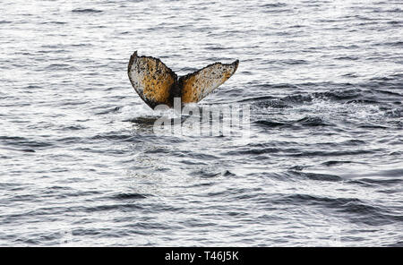 Humpback Whale, Megaptera novaeangliae fuori della penisola antartica. Foto Stock