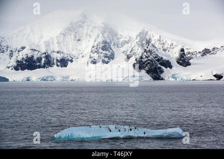 I pinguini di Gentoo, Pygoscelis papua e di pinguini dal sottogola, Pygoscelis antarcticus su un iceberg vicino porto Orne, Antartico peninsulare. Foto Stock