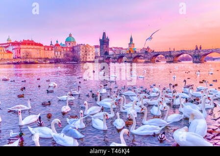 Cigni sul fiume Moldava, torri e il Ponte Carlo al tramonto a Praga, Repubblica Ceca. Foto Stock