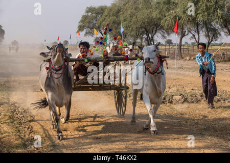 Oxcart gara al Vesak luna piena festa per celebrare il compleanno di Buddha a Shwe Yin Pagoda Maw, vicino a Thazi, Myanmar (Birmania). Foto Stock