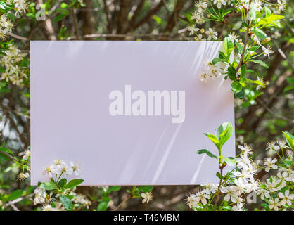 Carta vuota tra rami di ciliegio in fiore. Foto Stock