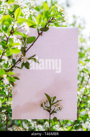 Carta vuota tra rami di ciliegio in fiore. Foto Stock
